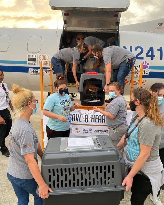 Sicherer Welpenversand und -lieferung