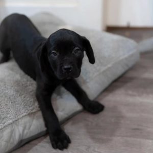 ASHLEY - WEIBLICH (14 WOCHEN)