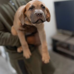 JACK - MÄNNLICH (14 WOCHEN)