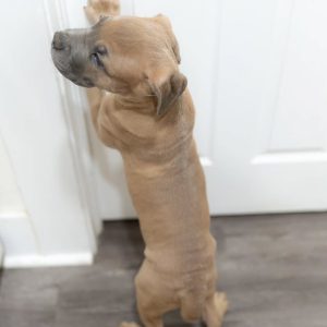 WhatsApp Image 2025 09 22 at 3.26.26 AM 1