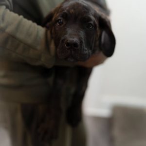 ROXY- WEIBLICH (14 WOCHEN)