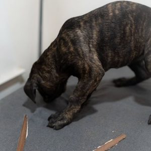 WhatsApp Image 2025 09 22 at 3.27.34 AM 1