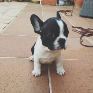 MISSY - WEIBLICH (10 WOCHEN)