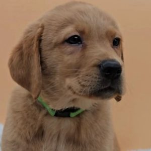 KAY - WEIBLICH (12 WOCHEN)