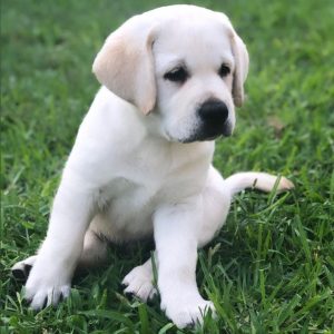 LUCY - WEIBLICH (12 WOCHEN)