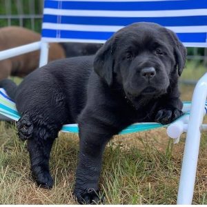 QUEEN – WEIBLICH (8 WOCHEN)