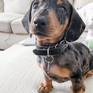 NICO - MÄNNLICH (10 WOCHEN)