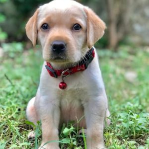 MIKE - MÄNNLICH (12 WOCHEN)