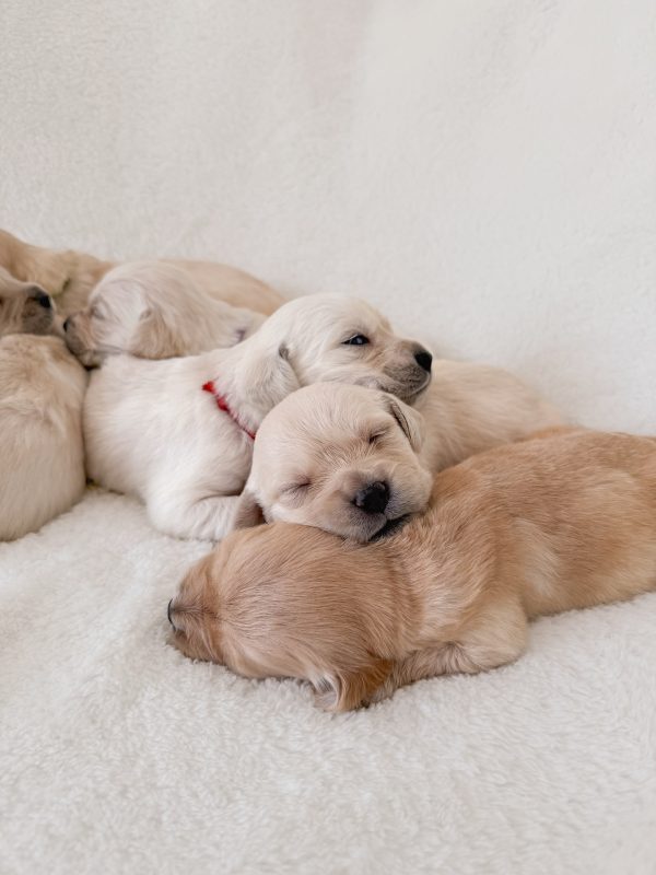 baby.the .goldador 1758648002 3728132115482321349 12567128608