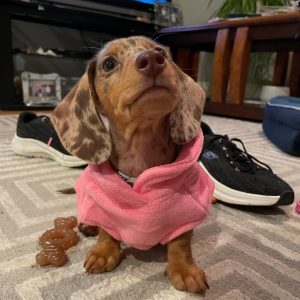 dachsiephoebe 1726011890 3454360563334127899 65181799800