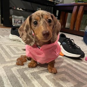 dachsiephoebe 1726011890 3454360563334156620 65181799800