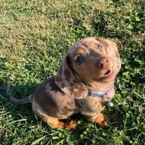 dachsiephoebe 1728392564 3474331105285810390 65181799800