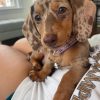 dachsiephoebe 1728803415 3477777569984979240 65181799800