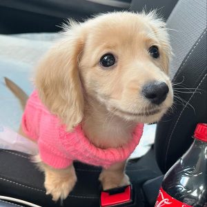 MINNIE – WEIBLICH (10 WOCHEN)