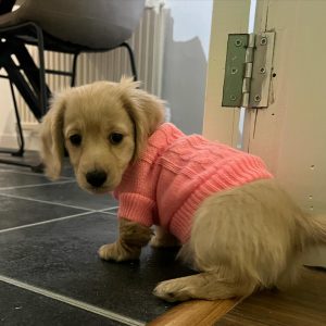 minnietheminidachshundd 1738280348 3557275848681045015 70875703904