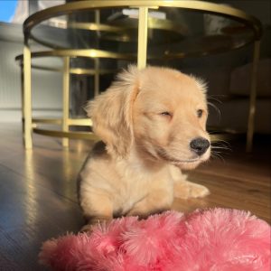 minnietheminidachshundd 1738450428 3558702582316085247 70875703904