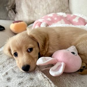 minnietheminidachshundd 1739207932 3565056989450444630 70875703904