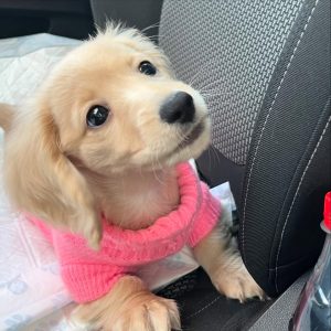 minnietheminidachshundd 1739628578 3568585619749090059 70875703904