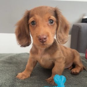 odie thedoxie 1739814755 3570147387357089993 69122826418