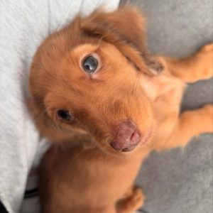 odie thedoxie 1740664567 3577276131511166871 69122826418