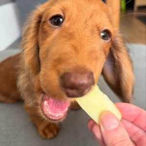 odie thedoxie 1742493084 3592614844634234694 69122826418