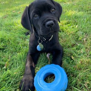 SAMMY - MÄNNLICH (10 WOCHEN)