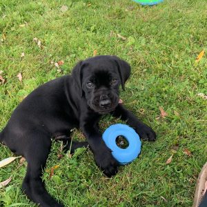 samson thecanecorso 1566848586 2119202000221798038 18657220675