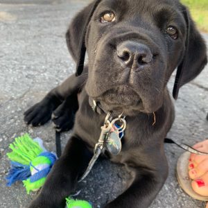 samson thecanecorso 1567296015 2122955308012634704 18657220675