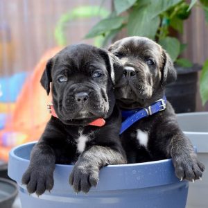 Cane Corso