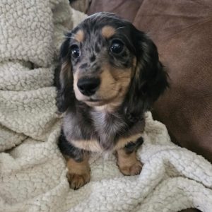 sunny dapple dachshund 1739504099 3567541412729017668 72184957381