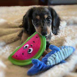 sunny dapple dachshund 1740329991 3574469499550107892 72184957381