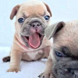 Französische Bulldogge